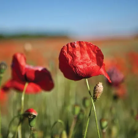 Polanka Lägenhet Gościno