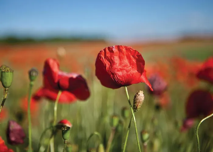 Polanka Lägenhet Gościno